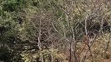 打开后门看后山，到处是美景。壮乡美不美？