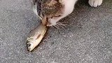 猫：这条鱼有点吓猫呀！