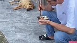 这狗子可以，是个讲究狗