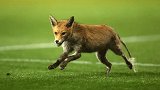 活久见！一只狐狸闯入英甲赛场 助朴茨茅斯绝平德比郡
