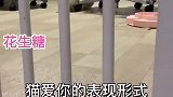 李如花的吸猫乐园的视频