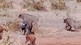 小象找不到妈妈了，看见野牛群一顿追，可把牛老二吓坏了