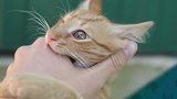 2分钟，带你走完一只猫的一生