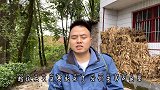 鱼塘里草鱼饿疯了，趁雨停了抓紧去割背草，撒下去又可以吃一下午