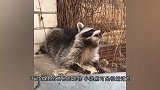 见过爱做家务的小动物吗，小浣熊干家务，网友：动作太娴熟了