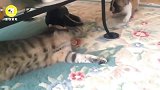 法国人为什么喜欢斗牛犬,看看猫咪和斗牛玩的这么快了就明白了!