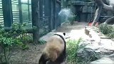 大熊猫真是调皮看见管理员在喷水，立马跑过去玩水