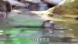 擅长“游泳潜水”的猴子，以喜爱吃螃蟹为食，名叫“食蟹猕猴”！