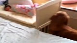 谁还敢再说宠物狗不通人性
