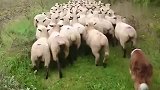 边境牧羊犬真是主人的好帮手，羊群整整齐齐的一只也不能丢