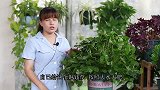 养铜钱草要大水大肥大太阳，新手却理解错了，难怪很难养爆盆