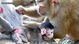 一只小猴子尝试跟一只新生猴宝宝聊天，看起来好有趣