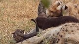 淘气的鬣狗幼崽，在妈妈身边嬉戏玩耍