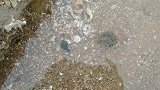 乡村生活：看这海葵开的多漂亮，被它蜇一下有种过电的感觉！怕怕