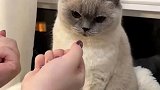 女子让猫咪猜拳，把猫咪耍得团团转