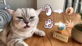 猫王做了红烧鱼，还反套路了宠物人