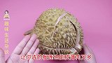 新学的挑选榴莲技巧，根据这个方法挑了个5斤榴莲，肉是真多啊