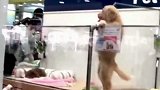 没人领养的小金毛着急的看着过路人，被领养后尽然是个小暖狗！