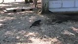 猫咪打了绵羊两巴掌，不料羊儿突然暴怒，直接将其顶飞！