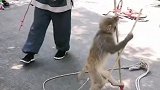 猴子踩高跷