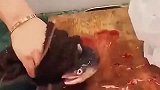 老师傅杀电鳗，电鳗太猛还是师傅心善，网友屠夫不都心如案板的吗
