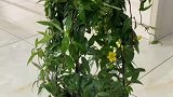 法国香水藤又名香水茉莉，冬季开花，很好养，有水就能存活
