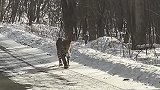 男子开车偶遇东北豹，激动得把它认成小老虎