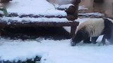 【俄罗斯】大熊猫看见下雪兴奋爬树 因太重连同树枝一同摔下