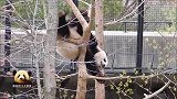 调皮的熊猫“宝宝”在小树上练功，努力树立“功夫熊猫”的形象