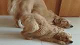 狗妈妈教狗宝健身，动作神同步，简直成精了