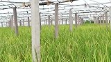 大棚种水稻什么样？