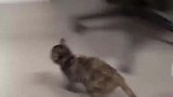 猫咪遇陌生人，惊呼动画太真实