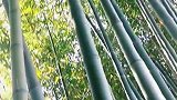 屋外竹林静谧，不闻人语，唯朗月，清风相伴。