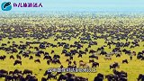 150万头角马是什么概念非洲动物大迁移，场面壮观让人震撼