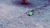 原来这就是螳螂拳，好牛啊