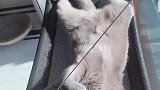 猫今天天气真好，晒晒太阳真舒服！