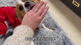 主人跟狗狗打架假装被咬疼，测试狗狗的反应，网友：太暖了！