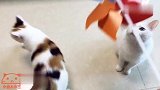 铲屎官拿来风车逗猫咪，大夏天猫咪也不爱运动了