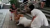 这就是遛狗不绑绳子的后果，两只狗狗打架，拉都拉不住！
