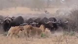 只野牛找狮子报仇，乌泱泱的，把狮群打得落花流水！