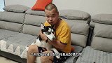 二哈晚上闹夜，主人绞尽脑汁消耗它精力，二哈却越玩越兴奋，崩溃