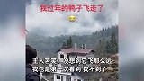 涡轮增“鸭”求生欲拉满，过年“硬菜”飞到山那边，主人苦笑：找不到了