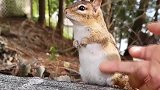 女子野外遇到小松鼠，忍不住上去握手，松鼠的反应太逗