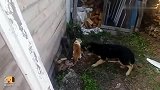 橘猫和蓝猫打架，德牧试图过来劝架，橘猫：起开，别掺和！