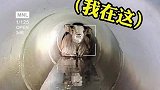 小牛掉入下水管道，救出后第一时间找妈妈