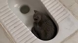 猫：太热了，还是卫生间凉快呀！