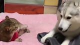 二哈被猫咪打了一巴掌，结果它竟埋头哭了起来：委屈！