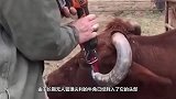 小矮马被主人遗弃，十年没剪指甲，连走路都费劲