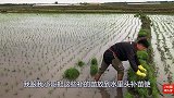 农民王小：儿子长假种地玩的嗨田里不同乐趣，比拼视频谁拍的好