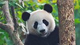 大熊猫几乎没有天敌，为何还成濒危动物？网友：全靠自己“作”！